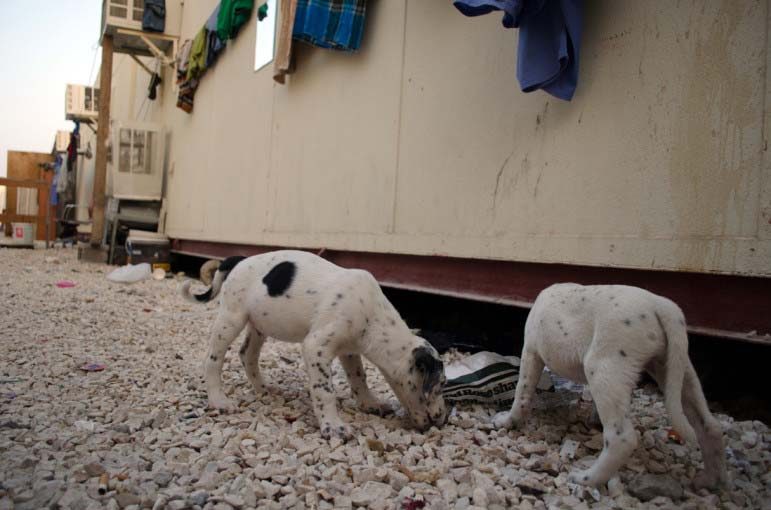 Two puppies in a migrant labor camp in Qatar’s As Sayliyah district sniff the ground after growing bored of a fight over a newspaper.