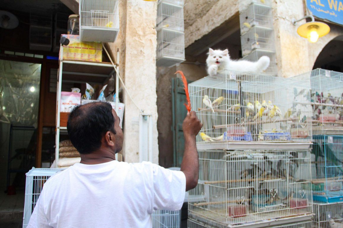 Thousands sign petition urging better conditions at Qatar s pet