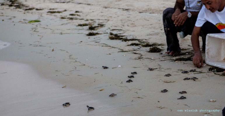Turtles at Fuwairat Beach