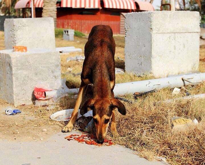 Stray Saluki dog in Qatar