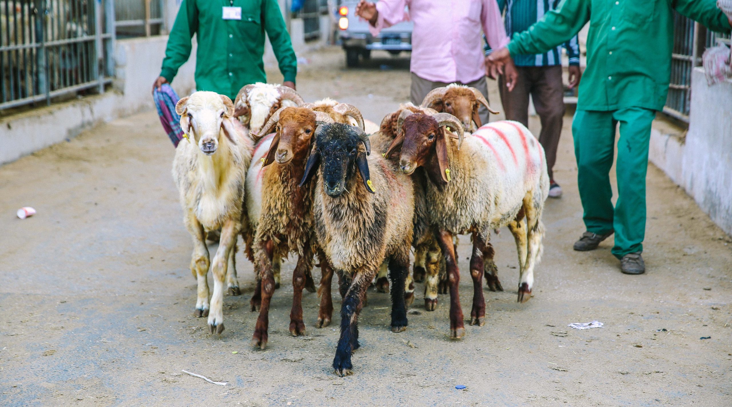 The livestock market in Abu Hamour