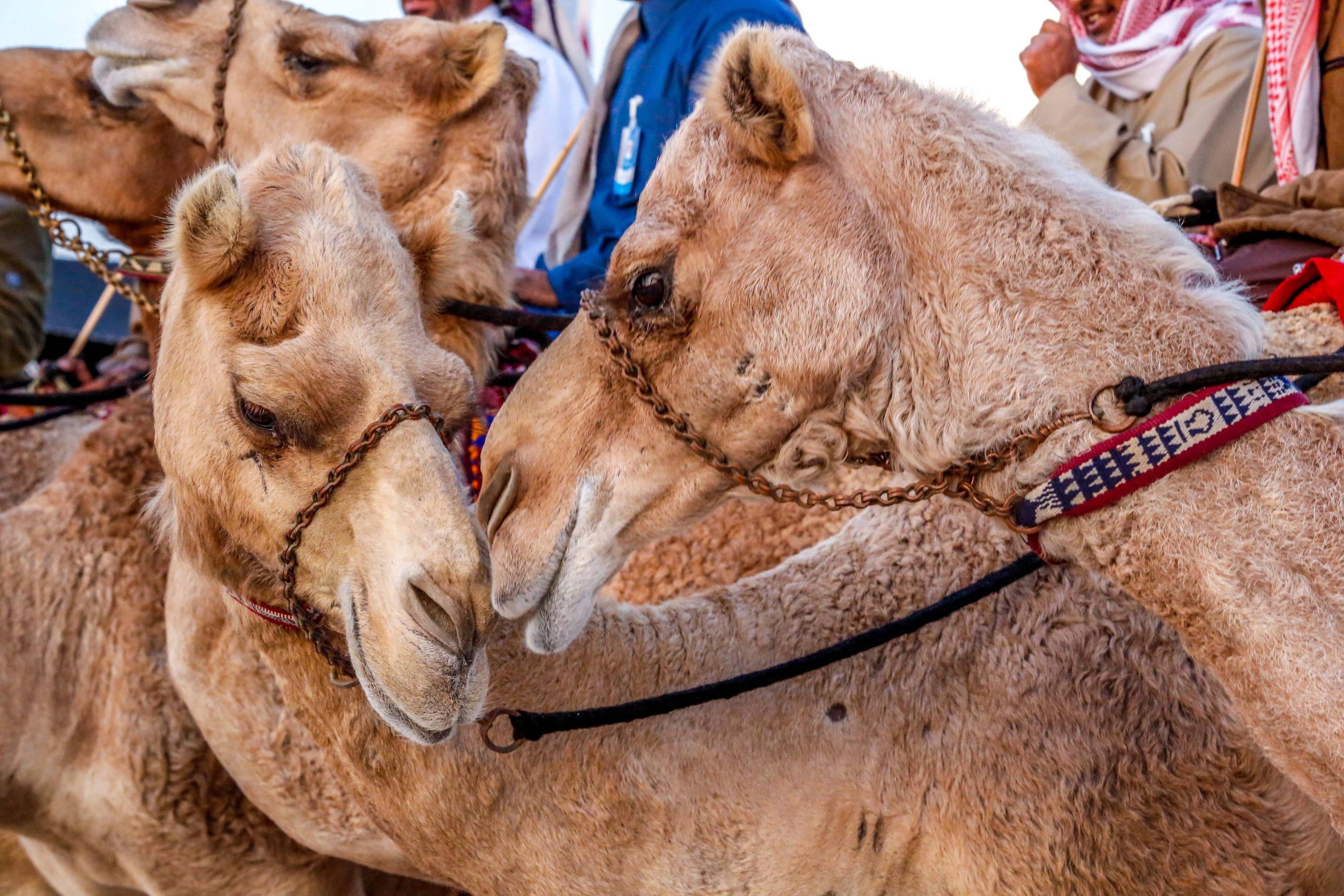 Sports modernisation: Qatar takes camel services online with new app