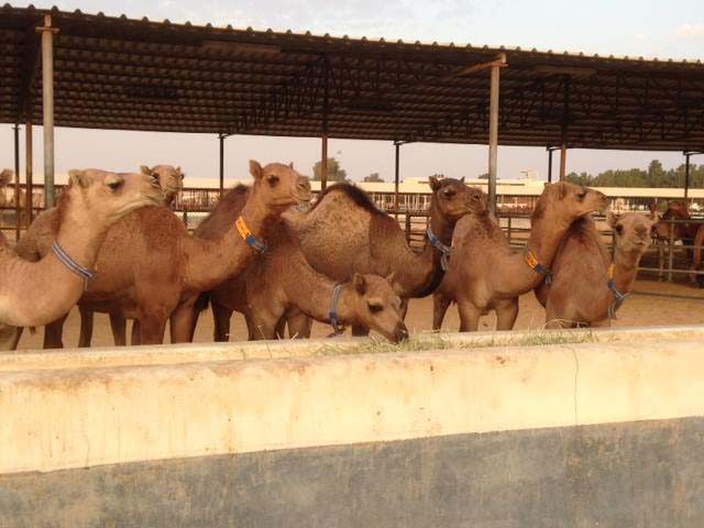 Dairy camels