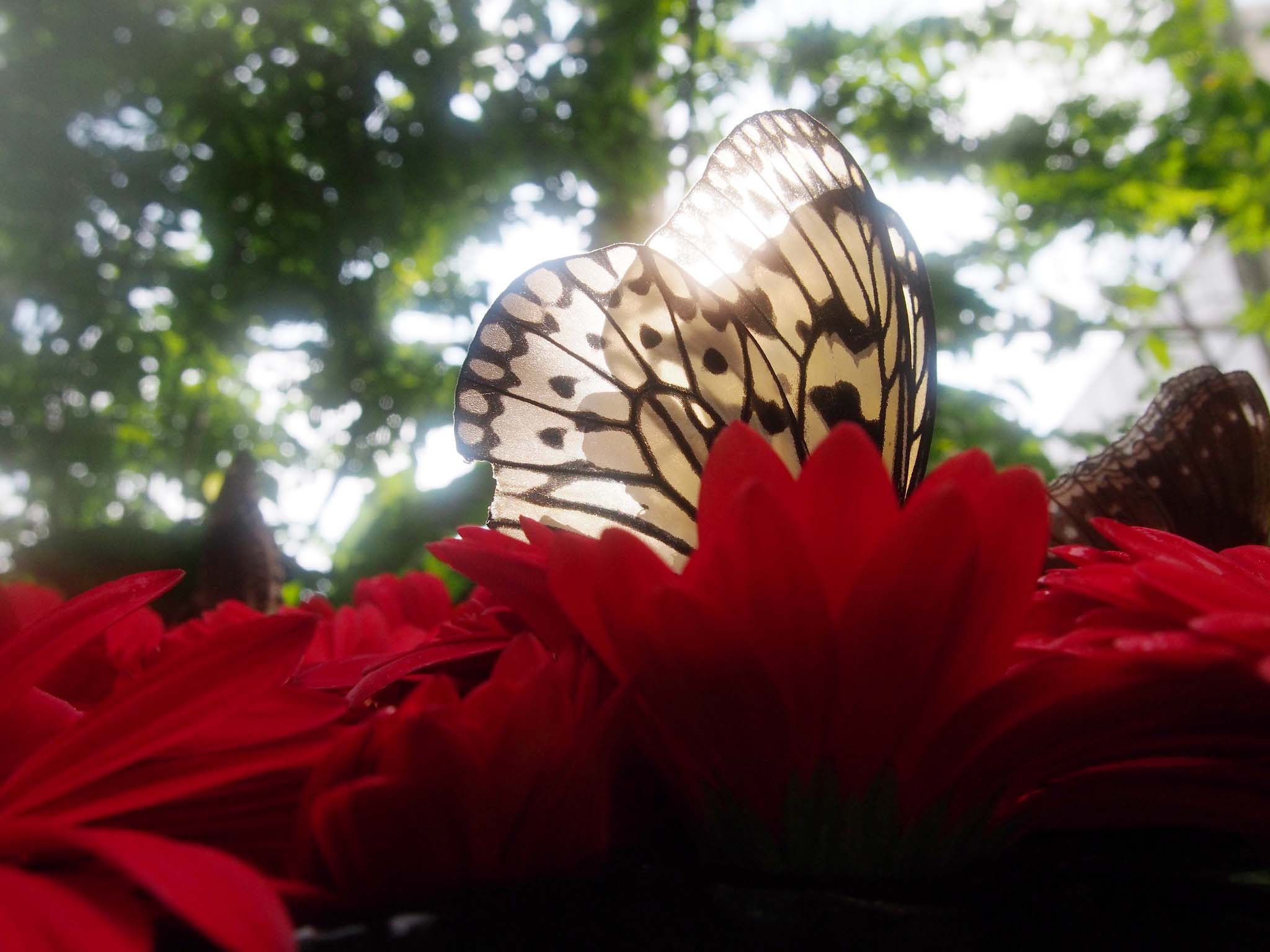 The Butterfly Garden at Singapore's Changi Airport