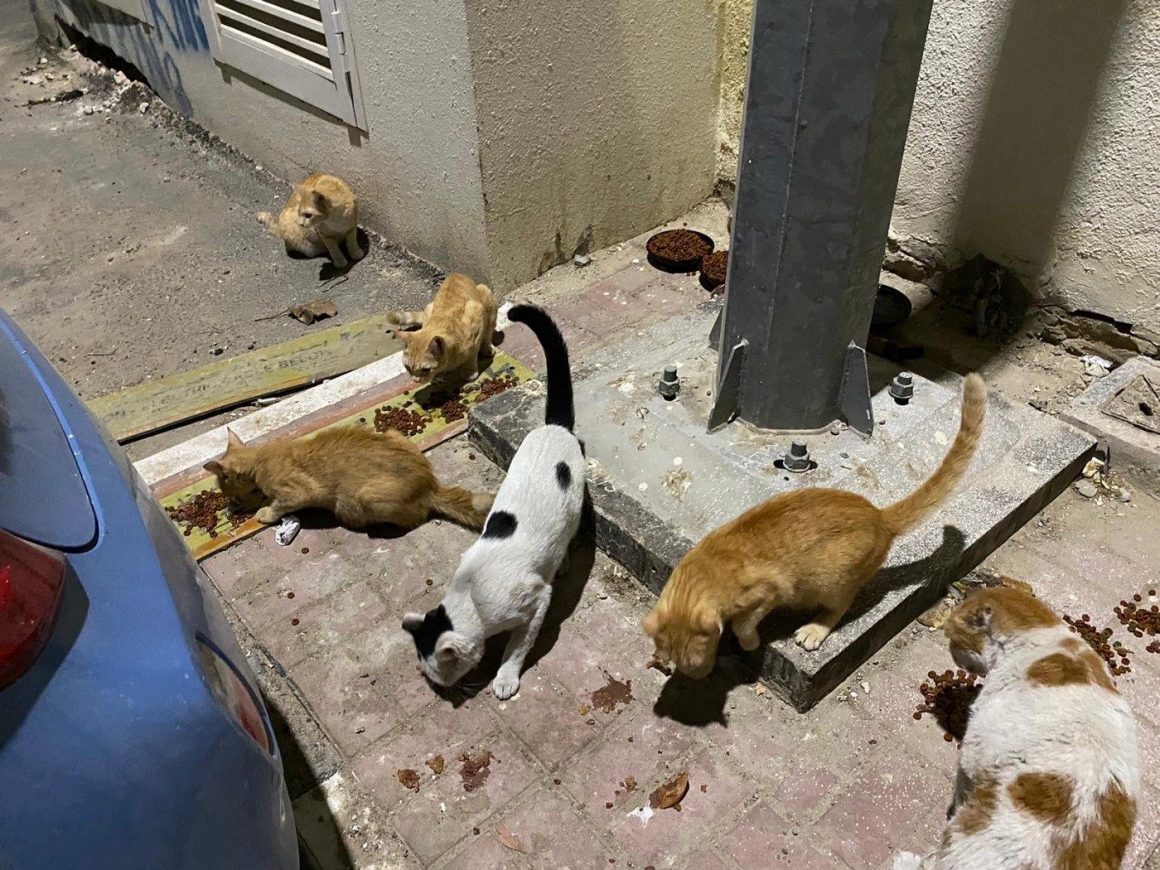 Is this the way to deal with Qatar’s homeless cat problem? - Doha News ...