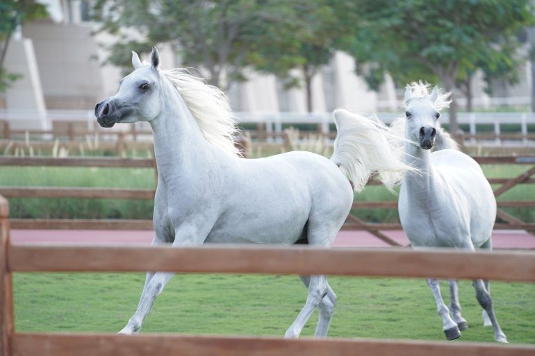 Katara awarded the ‘Cultural Heritage City of Arabian Horses’ title