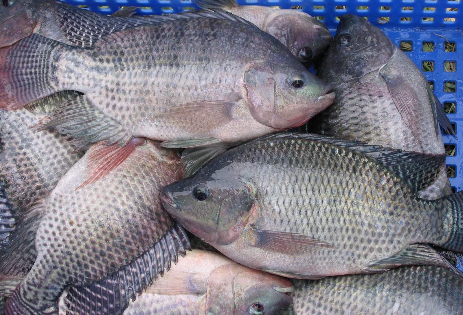 Mass fish farming project to produce 600 tonnes of tilapia annually
