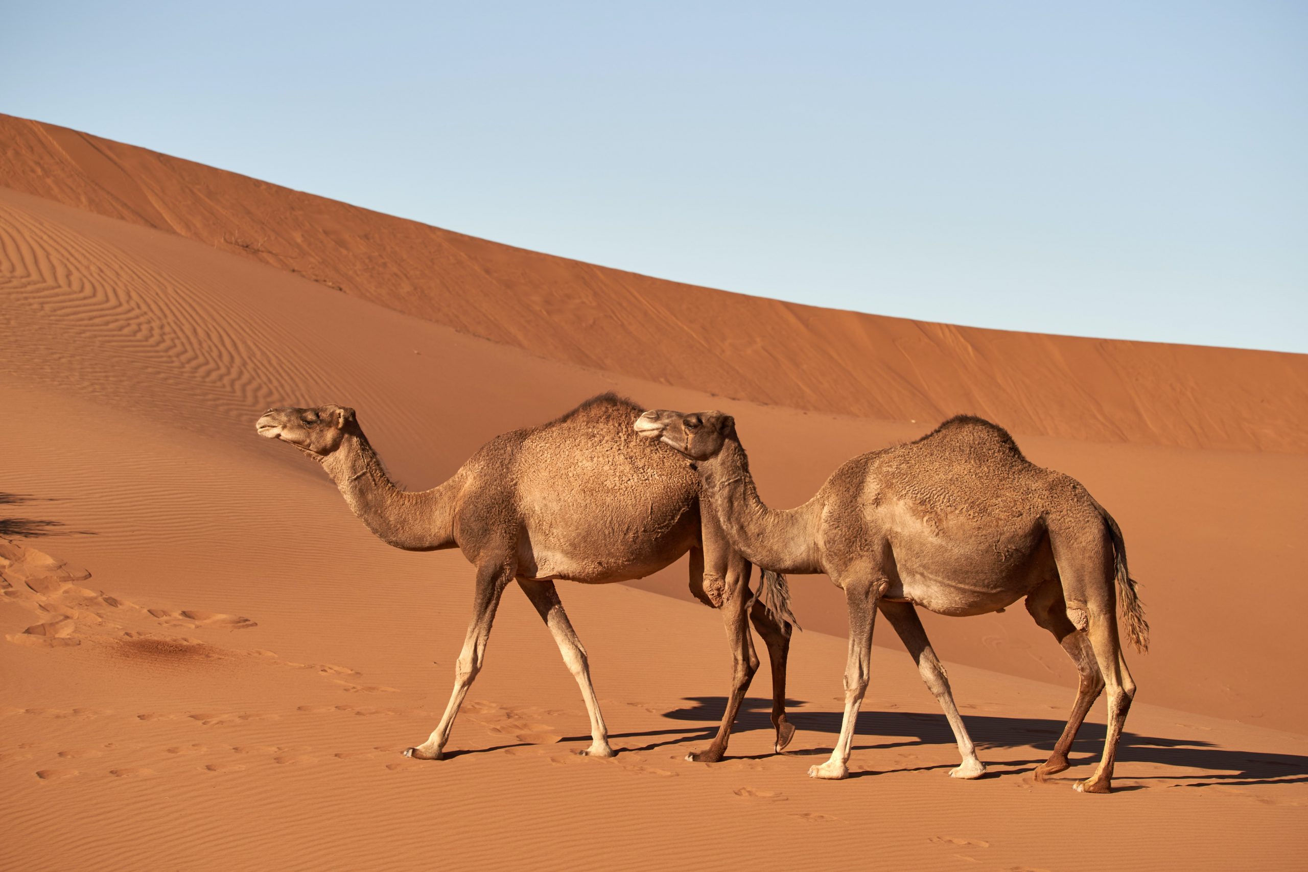 Qatar launches new ‘Camel Ownership Transfer’ service