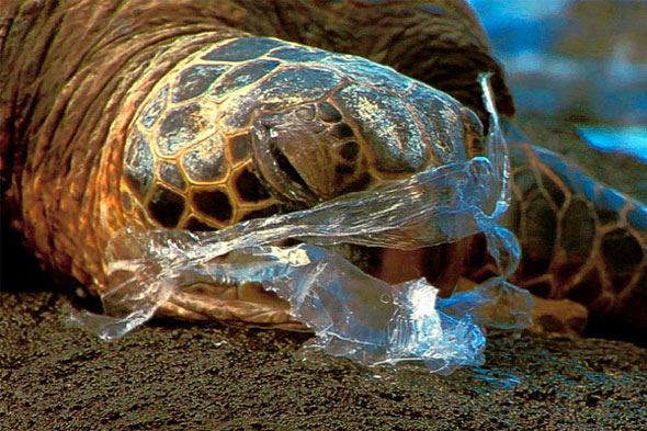 plastic bag day qatar