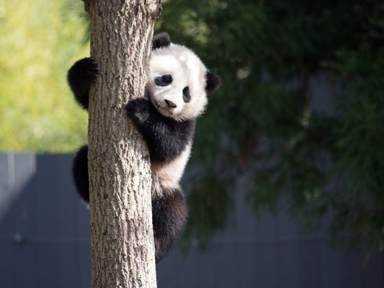 panda giant