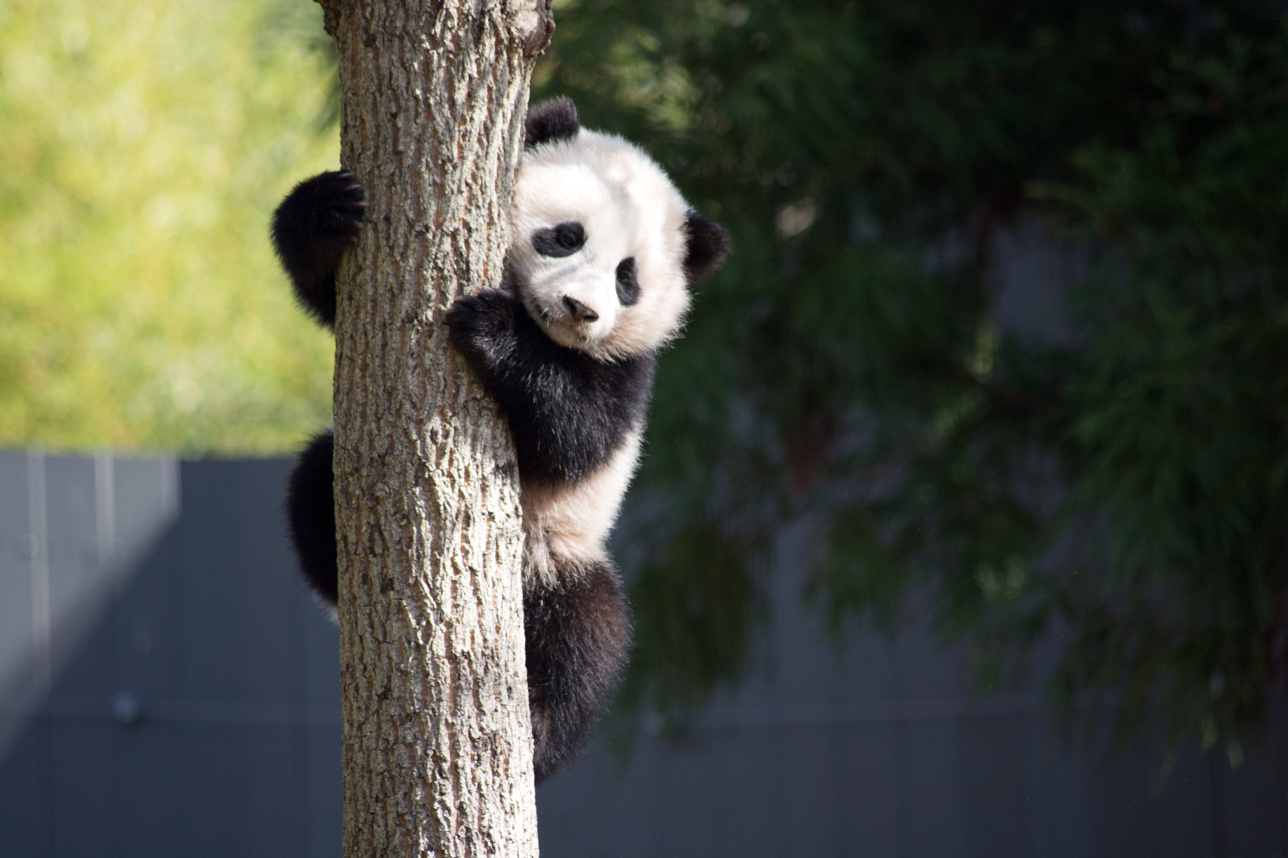 Why China has gifted World Cup host Qatar with two giant pandas - Doha News  | Qatar