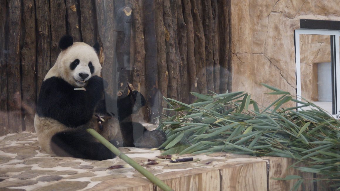 China's gifted pandas arrive in Qatar to 'fully air-conditioned' new ...