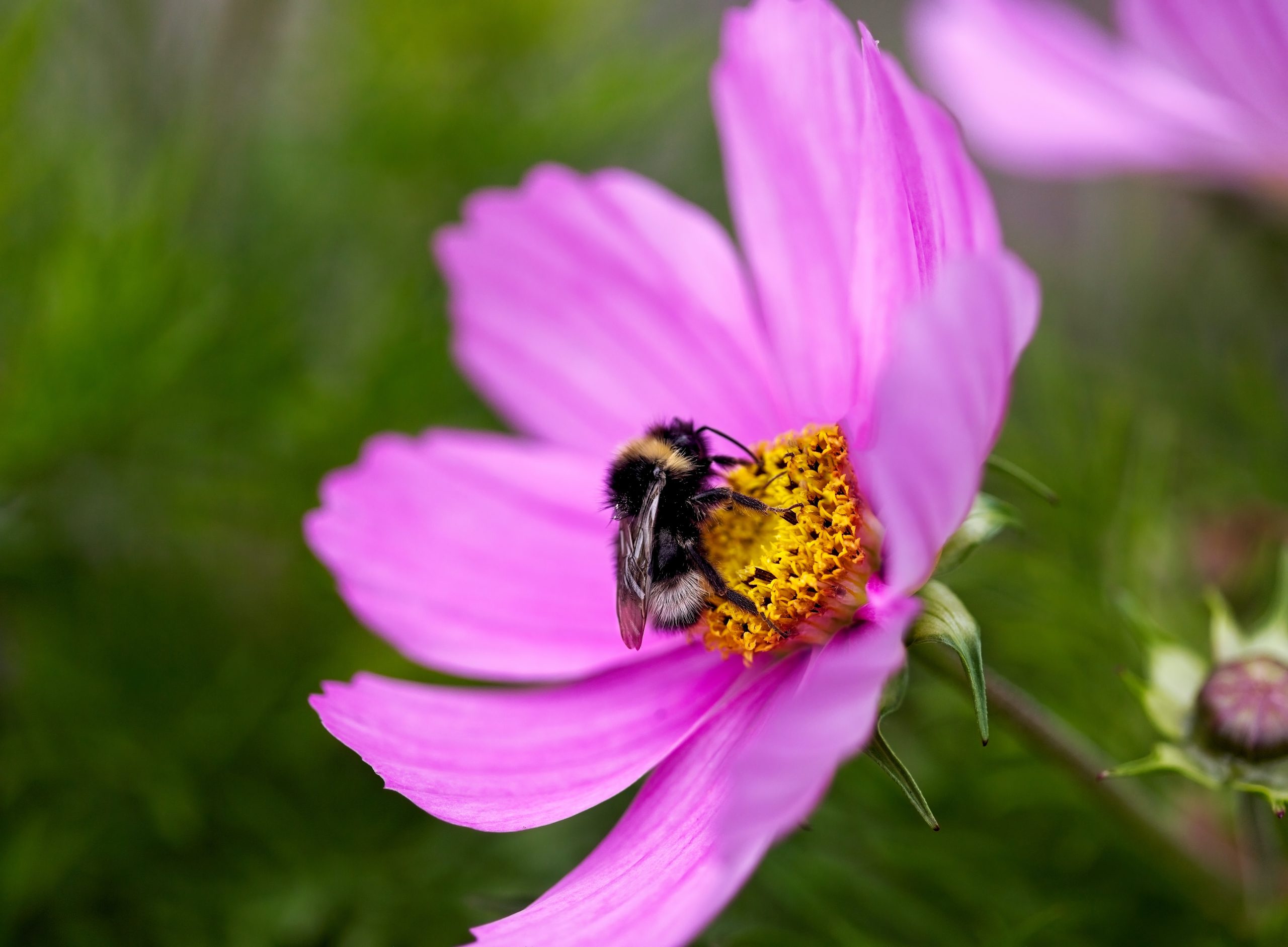 Buzzing brains: Bumblebees can now solve puzzles, study finds