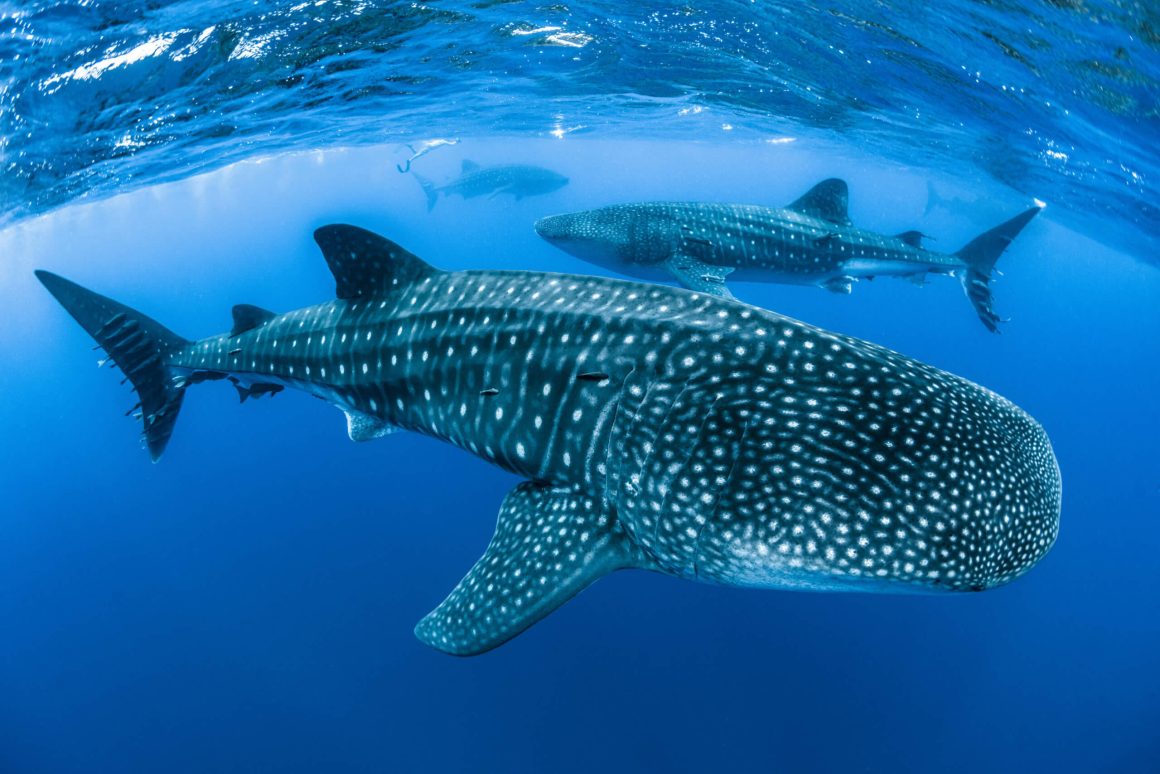 Qatar to expand its marine reserves to preserve whale sharks - Doha ...