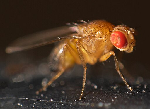 Fruit flies are shaping the future of autism research