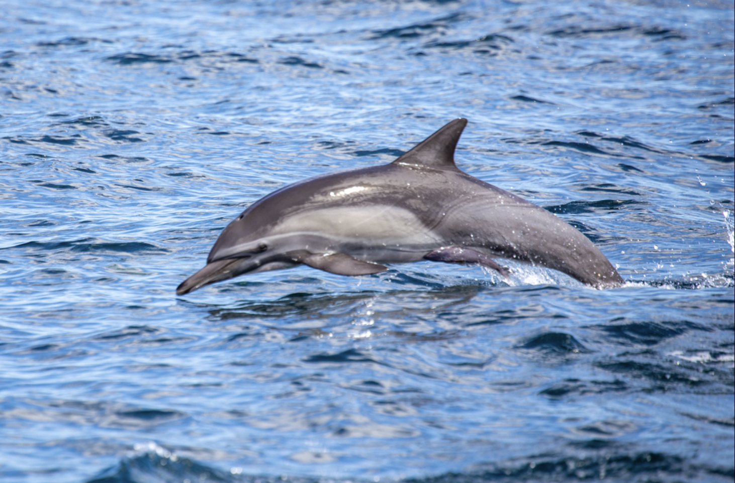 First documented record of long-beaked common dolphins in Qatar’s waters