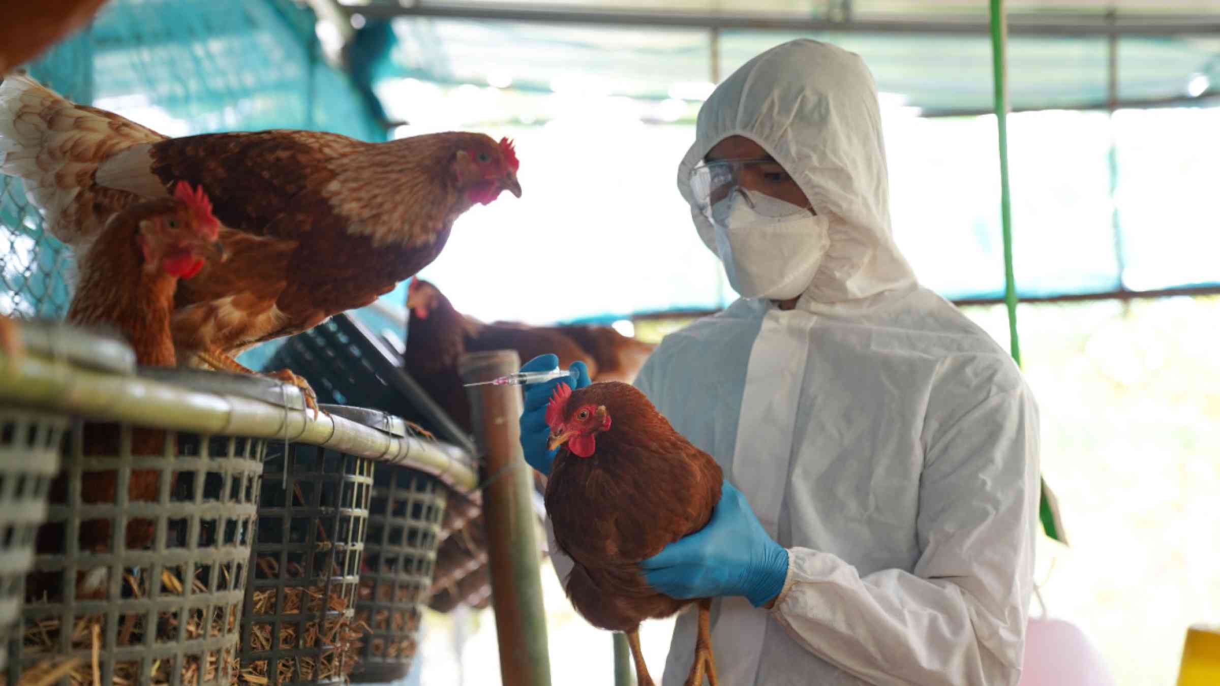 WHO confirms first human death linked to new bird flu strain