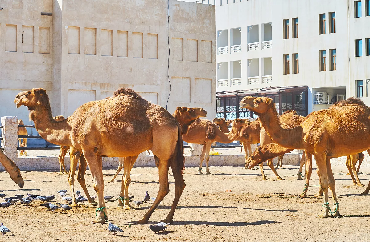 Qatar’s efforts to preserve wildlife and nature